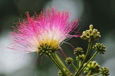 almora botanica