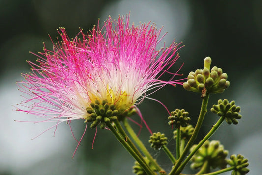 almora botanica