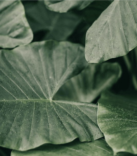 Almora Botanica